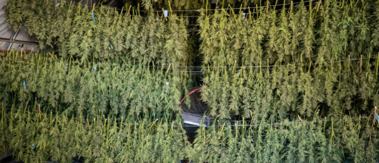 Drying & Curing - Cape Cod Cannabis, Wellfleet, MA