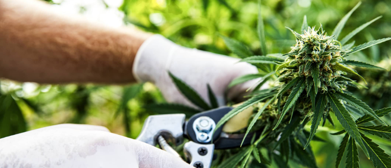 Harvest - Cape Cod Cannabis, Wellfleet, MA