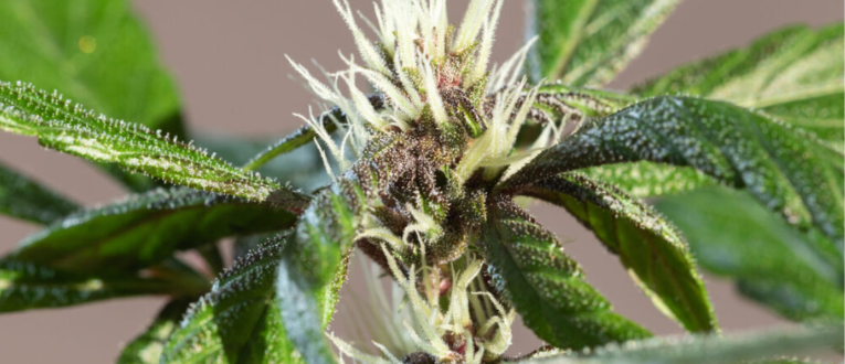 Pre-Flowering / Sexing Stage - Cape Cod Cannabis in Wellfleet, MA