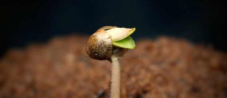 2. Seedling - Cape Cod Cannabis, Wellfleet, MA