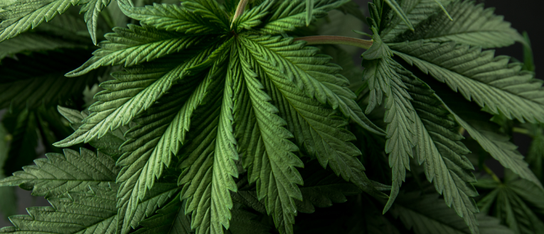 3. Vegetative - Cape Cod Cannabis, Wellfleet, MA