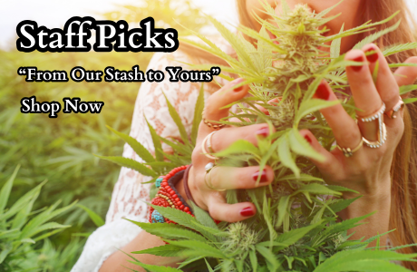 Home | Cape Cod Cannabis Dispensary Near Me in Wellfleet, MA - It's worth the trip!