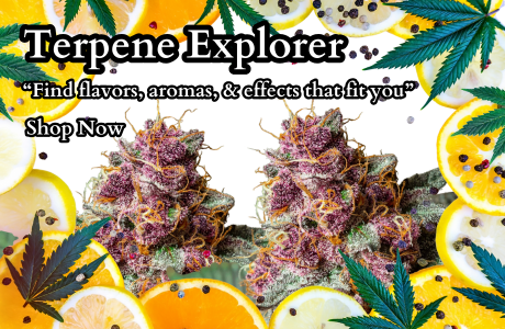 Cape Cod Cannabis Recreational Dispensary near me in Wellfleet, MA